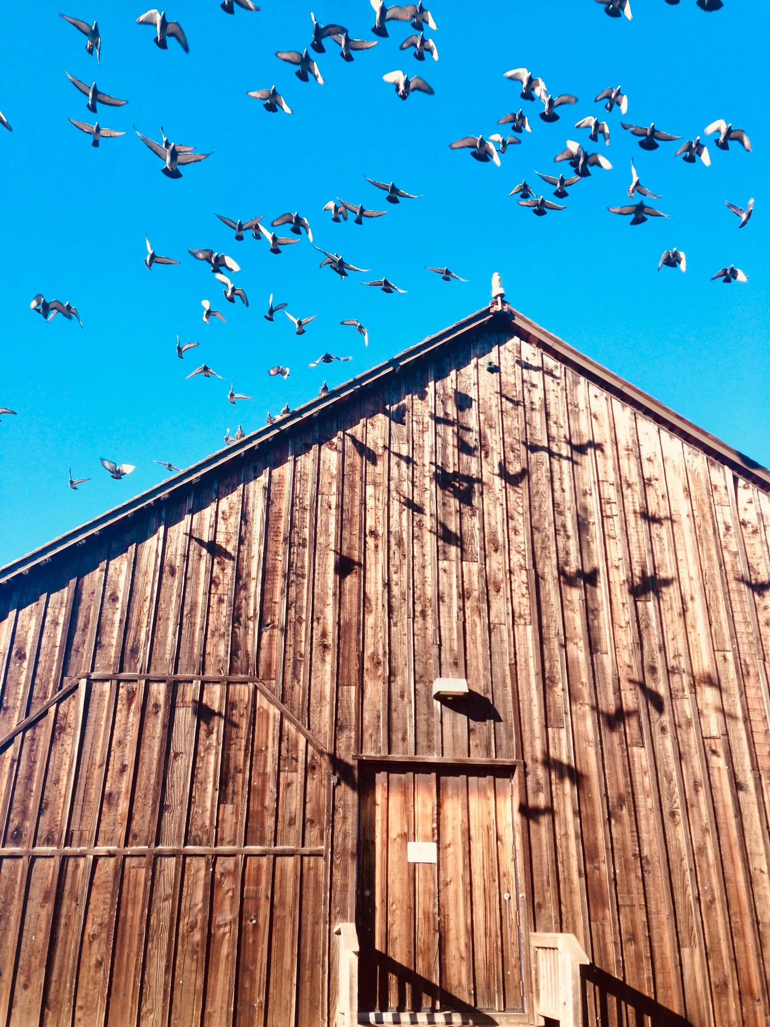 A flock of birds taking flight from a wooden barn against a vivid blue sky