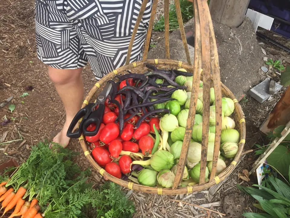 A harvest basket of tomatoes, purple beans and tomatillos