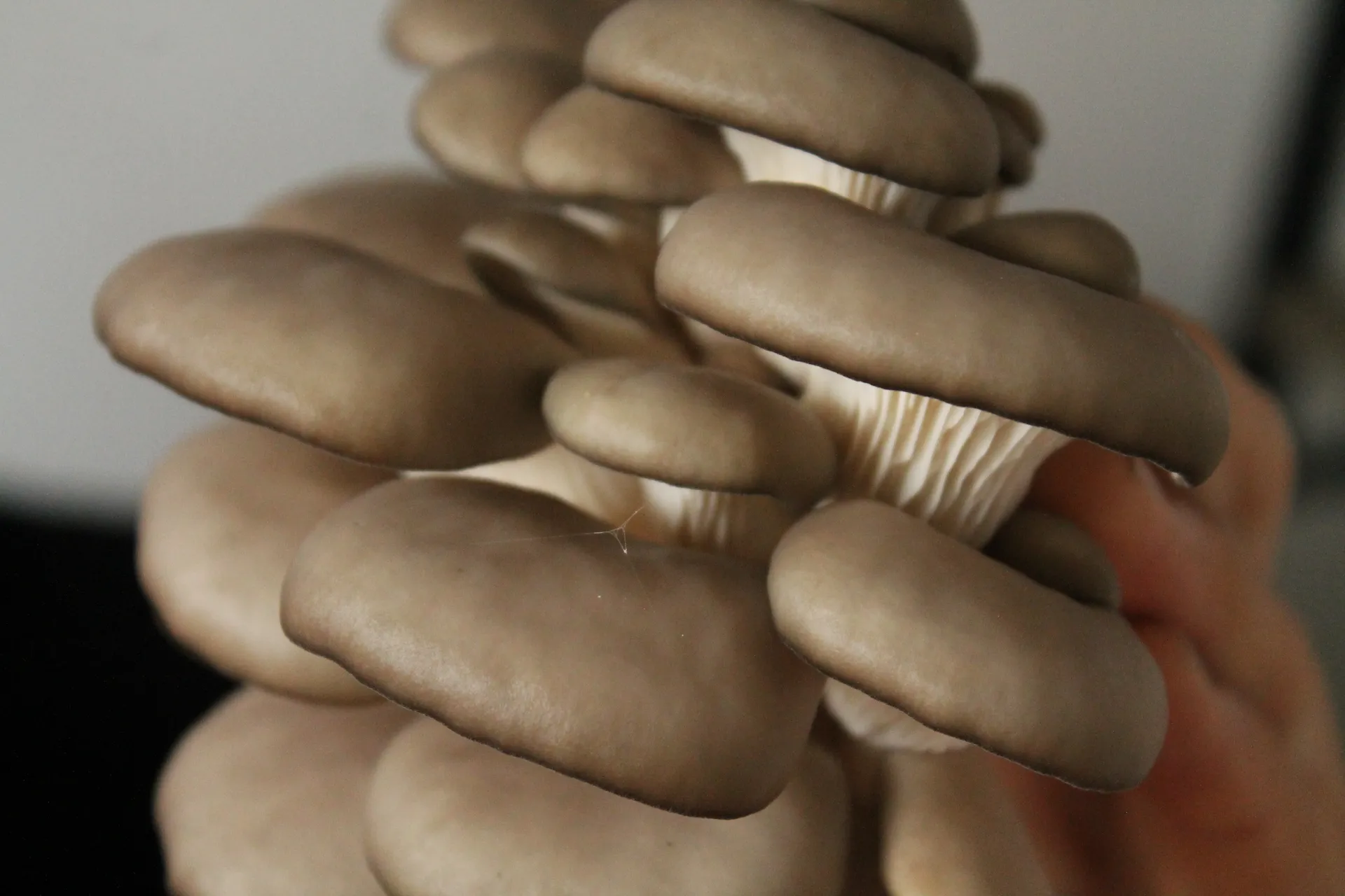 A cluster of pearl oyster mushrooms ready for harvest