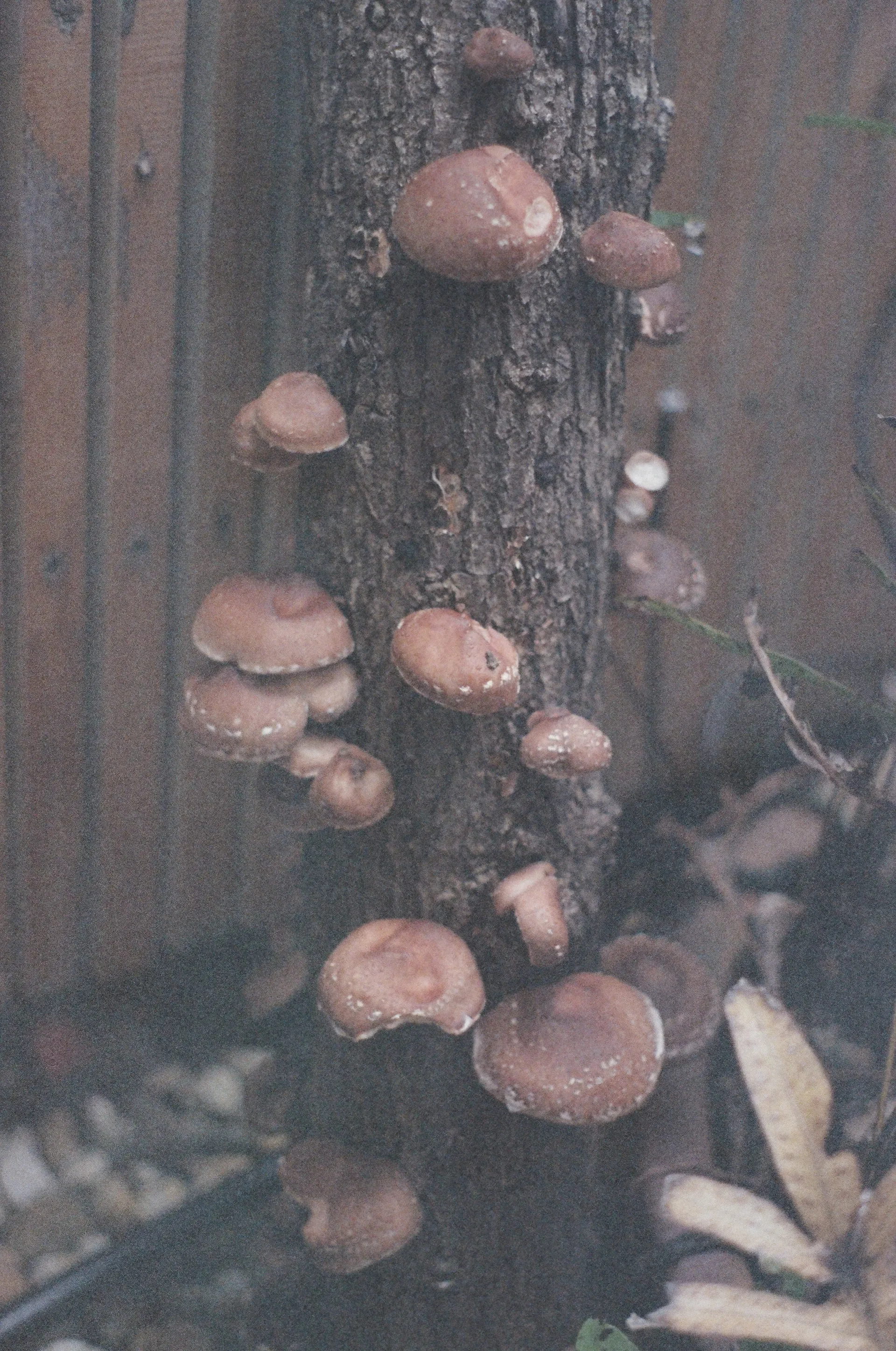 Shiitake mushrooms growing on a log outdoors, shot on film