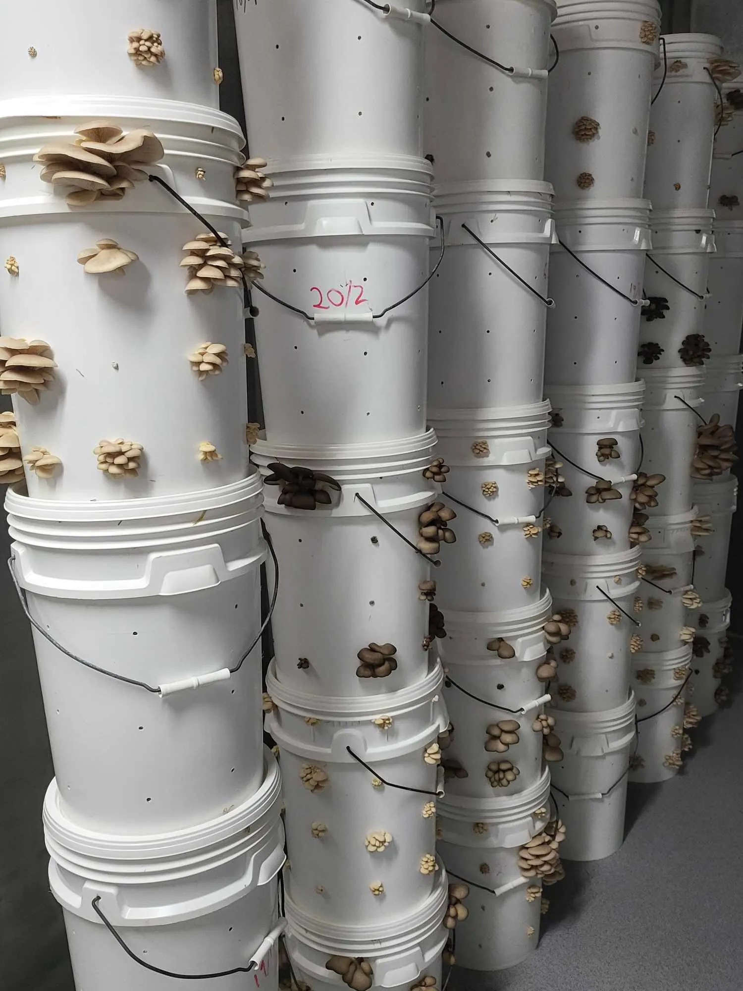 Rows of inoculated growing buckets inside the Bellarine Fungi production space
