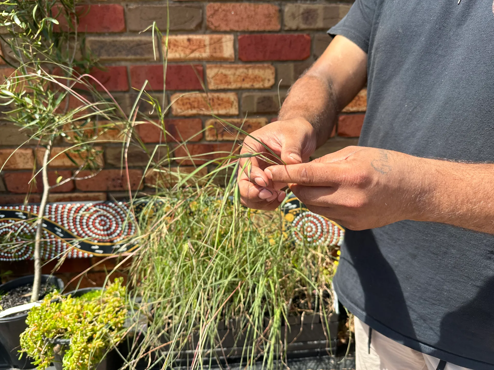 A program participant examining native grass species in the Worn Gundidj nursery